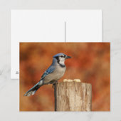 Blue Jay Postkarte (Vorne/Hinten)