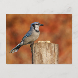 Blue Jay Postkarte