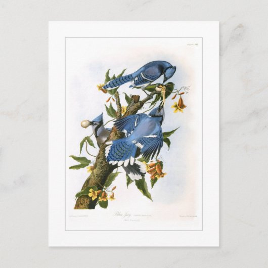 Blue Jay Postkarte (Vorderseite)