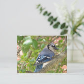 Blue Jay Postkarte (Stehend Vorderseite)