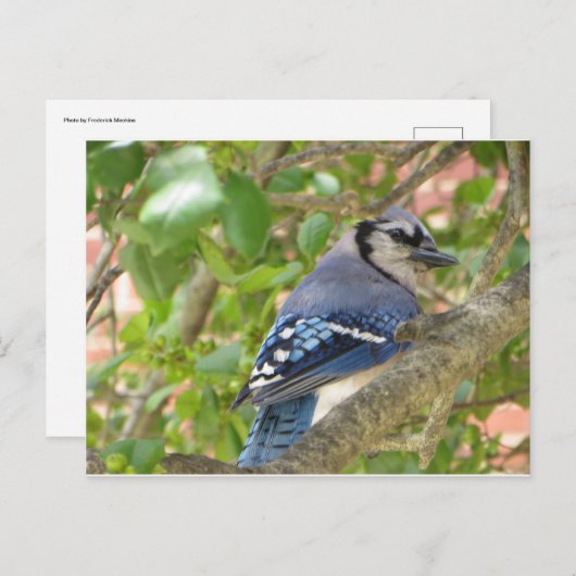 Blue Jay Postkarte (Vorne/Hinten)