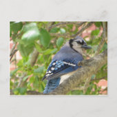 Blue Jay Postkarte (Vorderseite)