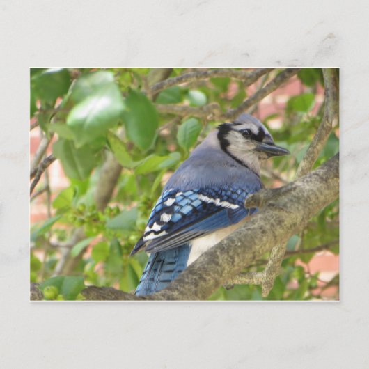 Blue Jay Postkarte (Vorderseite)