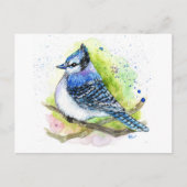 Blue Jay Postkarte (Vorderseite)