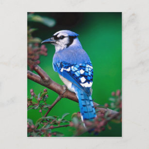 Blue Jay Postkarte