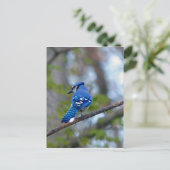 Blue Jay Postkarte (Stehend Vorderseite)