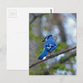 Blue Jay Postkarte (Vorne/Hinten)