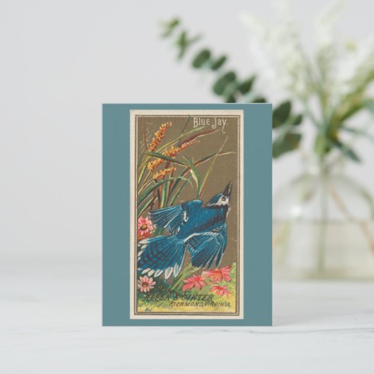 Blue Jay Postkarte (Stehend Vorderseite)