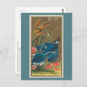 Blue Jay Postkarte (Vorne/Hinten)