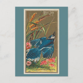 Blue Jay Postkarte