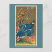 Blue Jay Postkarte (Vorderseite)