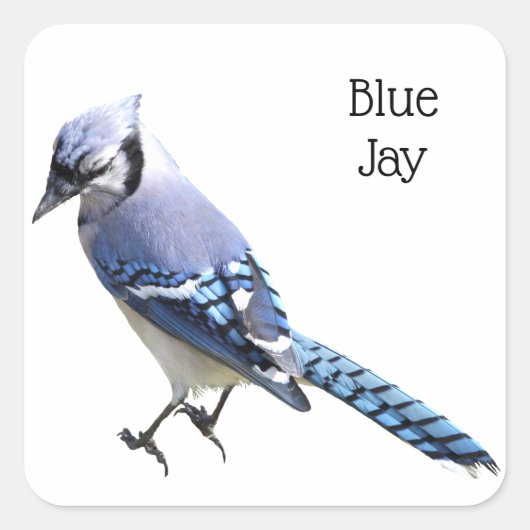 Blue Jay Quadratischer Aufkleber (Vorderseite)