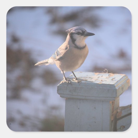 Blue Jay Quadratischer Aufkleber (Vorderseite)