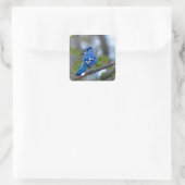 Blue Jay Quadratischer Aufkleber (Tasche)