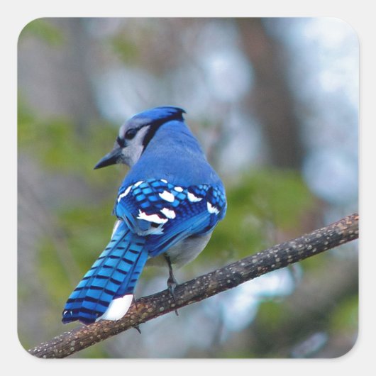 Blue Jay Quadratischer Aufkleber (Vorderseite)