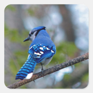 Blue Jay Quadratischer Aufkleber