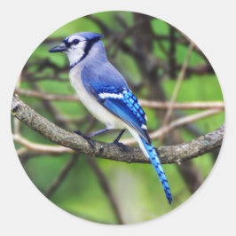 Blue Jay Round Aufkleber