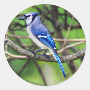 Blue Jay Round Aufkleber