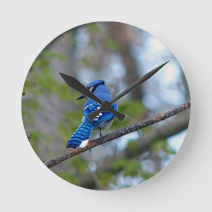 Blue Jay Runde Wanduhr