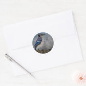 Blue Jay Runder Aufkleber (Umschlag)