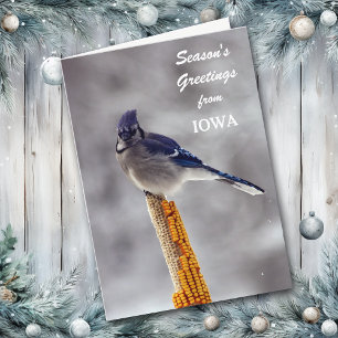 Blue Jay Season's Greetings von Iowa Feiertagskarte