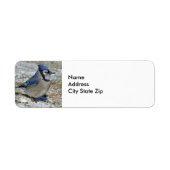 Blue Jay Snow Foto (Vorne)