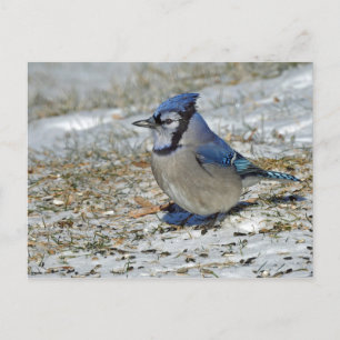 Blue Jay Snow Foto Postkarte