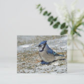 Blue Jay Snow Foto Postkarte (Stehend Vorderseite)