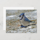 Blue Jay Snow Foto Postkarte (Vorne/Hinten)