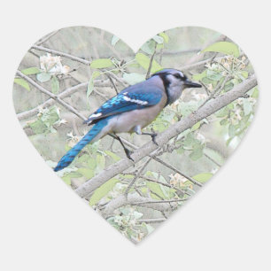 Blue Jay Songbird Herz-Aufkleber