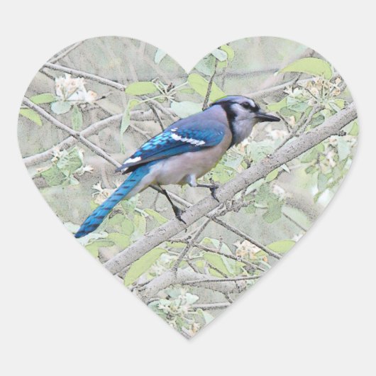 Blue Jay Songbird Herz-Aufkleber (Vorderseite)