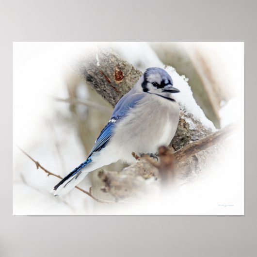 Blue Jay Songbird im Schnee Poster (Vorne)