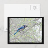 Blue Jay Songbird Postkarte (Vorne/Hinten)