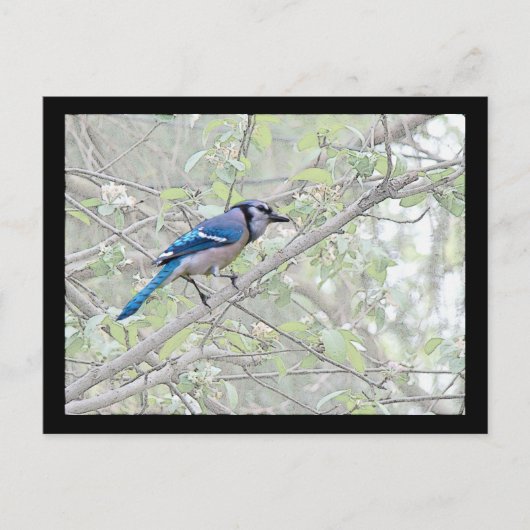 Blue Jay Songbird Postkarte (Vorderseite)