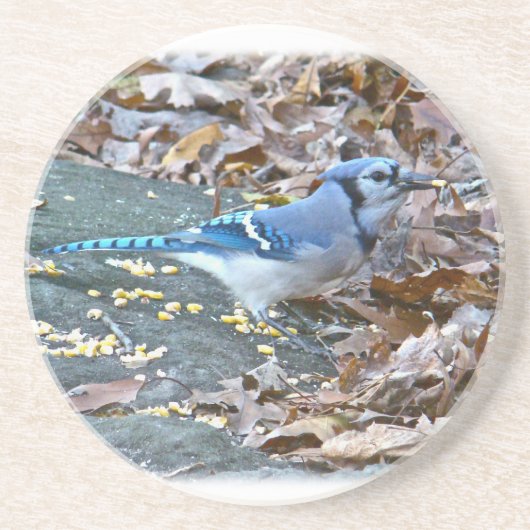 Blue Jay Songbird Sandstein Untersetzer (Vorne)