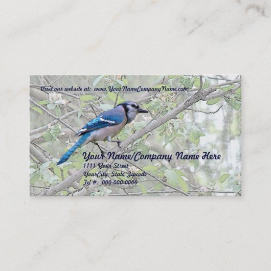 Blue Jay Songbird Visitenkarte (Vorderseite)