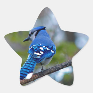 Blue Jay Stern-Aufkleber