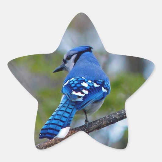 Blue Jay Stern-Aufkleber (Vorderseite)