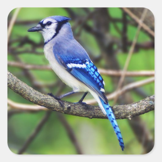 Blue Jay Sticker (Vorderseite)