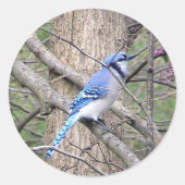 Blue Jay Sticker (Vorderseite)