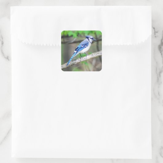 Blue Jay Sticker (Tasche)