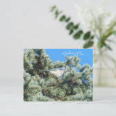 Blue Jay Thinking Postkarte (Stehend Vorderseite)