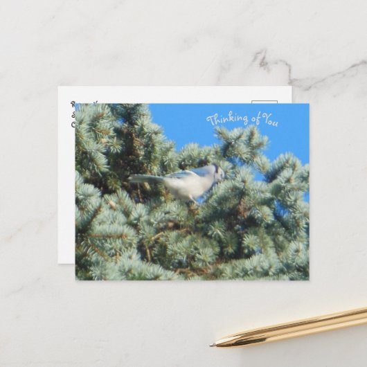 Blue Jay Thinking Postkarte (Vorderseite/Rückseite Beispiel)