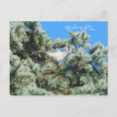 Blue Jay Thinking Postkarte (Vorderseite)