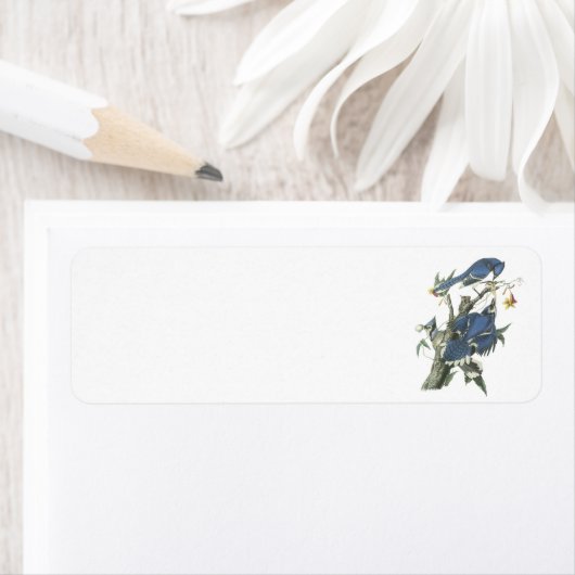 Blue Jay von Audubon (Insitu)