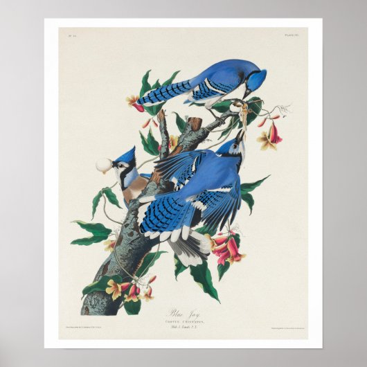 Blue Jay von Audubon Poster (Vorne)