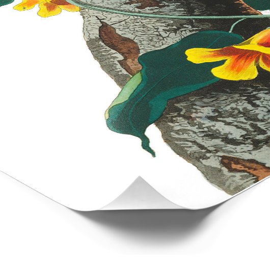 Blue Jay von John James Audubon Fotodruck (Ecke)