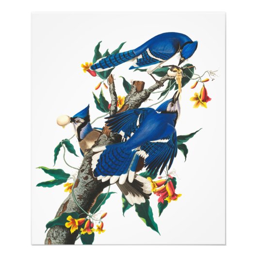Blue Jay von John James Audubon Fotodruck (Vorne)