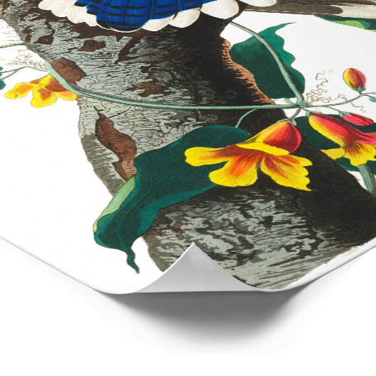 Blue Jay von John James Audubon Poster (Ecke)