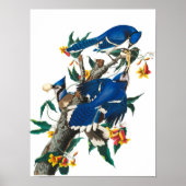 Blue Jay von John James Audubon Poster (Vorne)